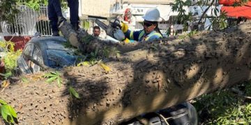 Caída de gigantesco árbol de bonga provoca emergencia y deja 15 vehículos afectados en El Silencio