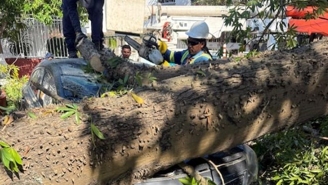 Caída de gigantesco árbol de bonga provoca emergencia y deja 15 vehículos afectados en El Silencio