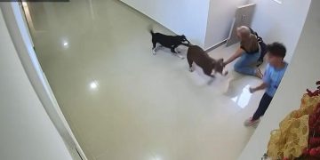Menor de 10 años resulta herido tras ataque de un perro pitbull en edificio del norte de Barranquilla