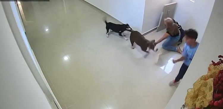Menor de 10 años resulta herido tras ataque de un perro pitbull en edificio del norte de Barranquilla