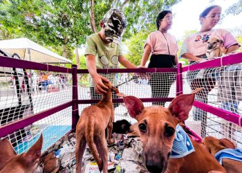 En Fin de Año, celebremos cuidando la vida de nuestros animales