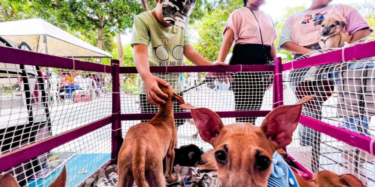En Fin de Año, celebremos cuidando la vida de nuestros animales