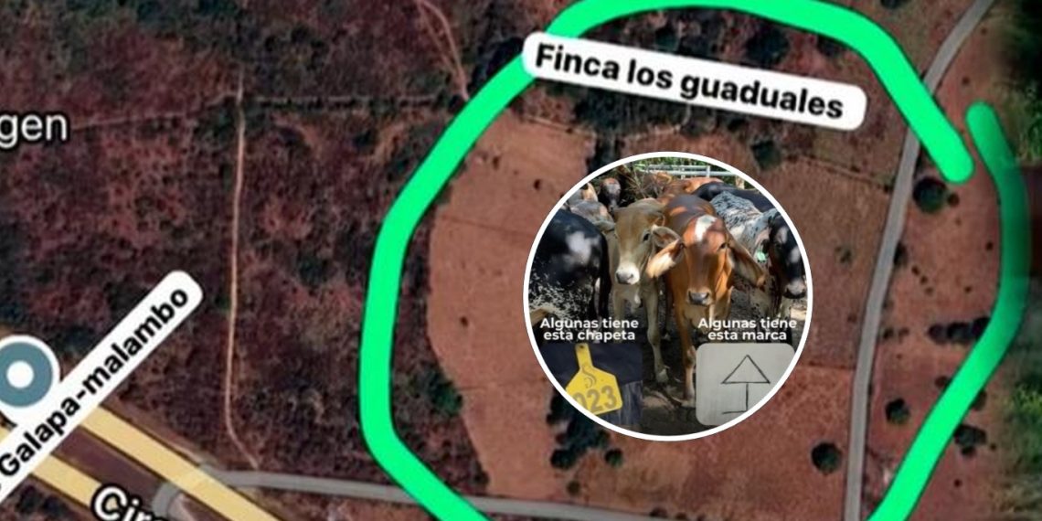 Millonario robo de ganado en Galapa: delincuentes se llevan 47 novillas preñadas avaluadas en $282 millones