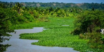 La tarulla vuelve a invadir caños de Barranquilla y ahoga el sustento de los pescadores