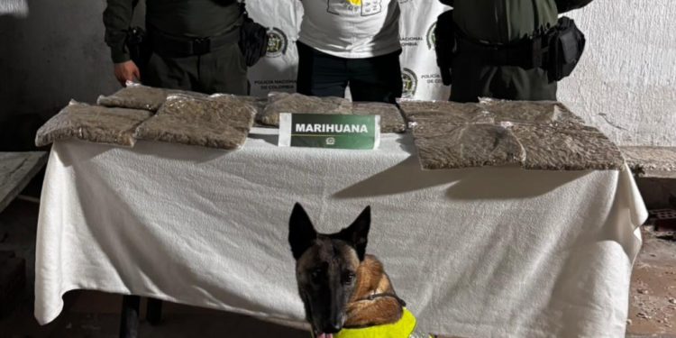 Incautan 5 kilos de marihuana en bus intermunicipal en la Cordialidad