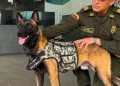 Ella es ‘Kira’, la perrita que destapó cargamento de marihuana en El Dorado: 100 kilos iban en encomiendas