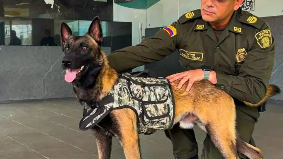 Ella es ‘Kira’, la perrita que destapó cargamento de marihuana en El Dorado: 100 kilos iban en encomiendas