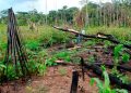 Disidencias de las Farc continúan deforestando la selva del Guaviare en medio de la guerra por el narcotráfico