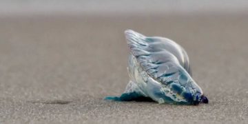 Alerta en playas de Cartagena por aparición de fragata portuguesa