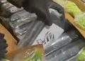 Incautan 441 kilos de cocaína ocultos en cargamento de banano en Santa Marta