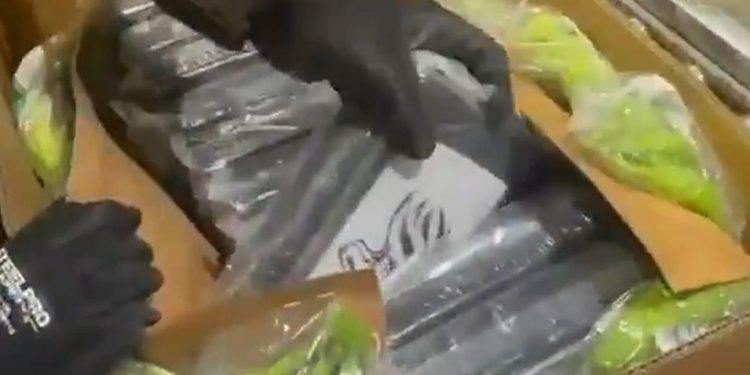 Incautan 441 kilos de cocaína ocultos en cargamento de banano en Santa Marta