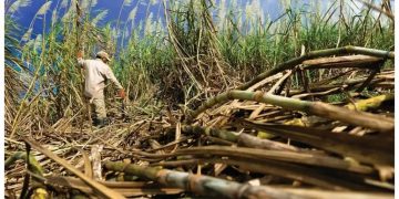 Más de 280.000 empleos en riesgo por crisis de la industria de la caña