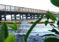 Alcaldía de Barranquilla implementa retenedores flotantes para proteger el manglar de la ciénaga de Mallorquín 