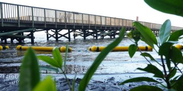 Alcaldía de Barranquilla implementa retenedores flotantes para proteger el manglar de la ciénaga de Mallorquín 