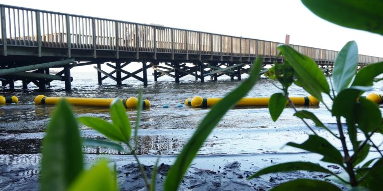 Alcaldía de Barranquilla implementa retenedores flotantes para proteger el manglar de la ciénaga de Mallorquín 
