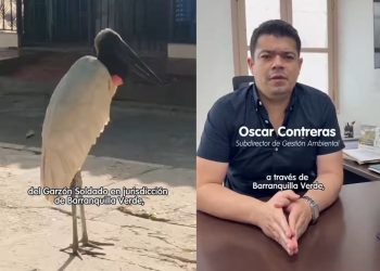 Confirman muerte de la cigüeña que deambulaba por Barranquilla