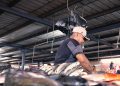 ¡Se dispara la venta de pescado! Plaza del Pescado proyecta 300 toneladas diarias en Semana Santa