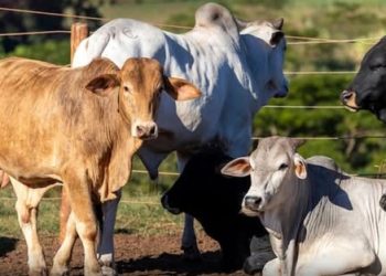 ICA lanza campaña para registrar ganaderos en la plataforma digital SINIGAN V6