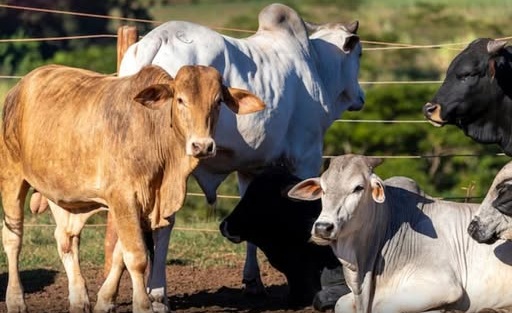 ICA lanza campaña para registrar ganaderos en la plataforma digital SINIGAN V6