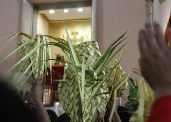 12.000 plántulas se entregarán a la comunidad para fomentar la protección de la palma de cera con ocasión del Domingo de Ramos