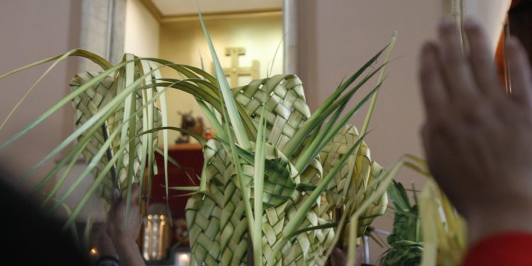 12.000 plántulas se entregarán a la comunidad para fomentar la protección de la palma de cera con ocasión del Domingo de Ramos