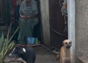 Mujer resultó herida por ataque de perros amarrados en el norte de Barranquilla