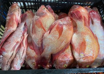 Consumo de pescado en Colombia se dispararía a 50.000 toneladas durante Semana Santa