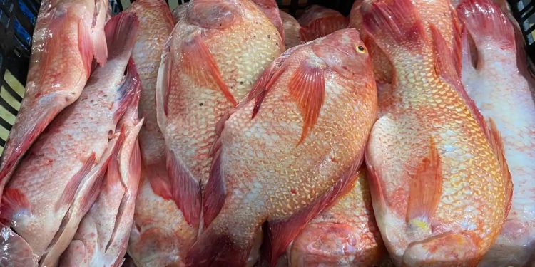 Consumo de pescado en Colombia se dispararía a 50.000 toneladas durante Semana Santa