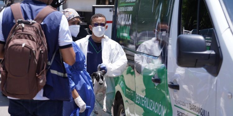 Rescatan 70 perros en operativo en el norte de Barranquilla: hallan basura y decenas de carritos de mercado