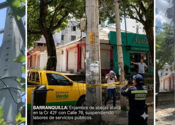 Alerta por abejas en poste en la carrera 42F con calle 76, norte de Barranquilla