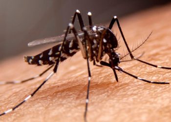 Alerta en Colombia: 18 fallecidos por fiebre amarilla en lo corrido de 2026