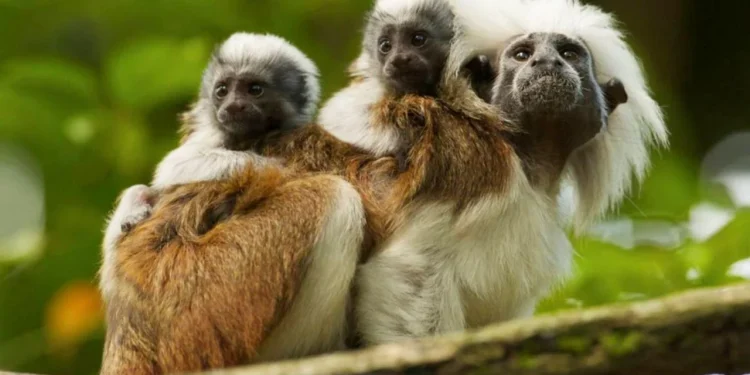 Alerta ambiental: 44 especies están en riesgo por el conflicto armado en Colombia