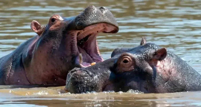Gobierno de Colombia solicita a India autorización para trasladar hipopótamos al centro Vantara