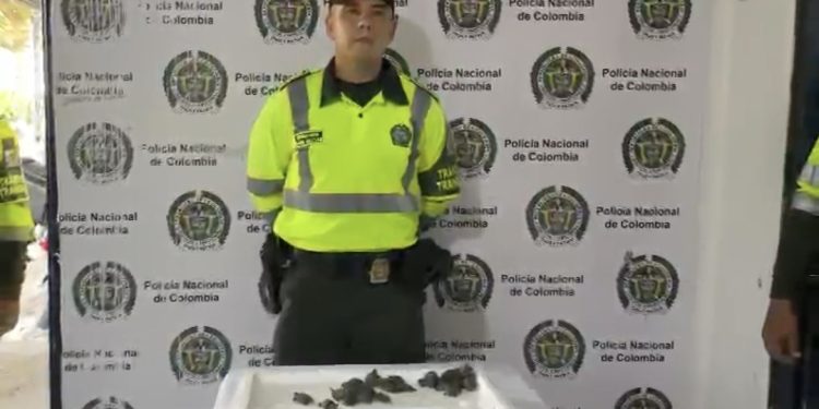 Autoridades incautan 40 hicoteas en Sabanagrande: un golpe al tráfico de fauna valorado en más de $280 millones