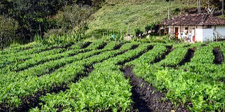 Procuraduría investiga presuntos sobrecostos en adquisición de cosechas por parte de la UNGRD