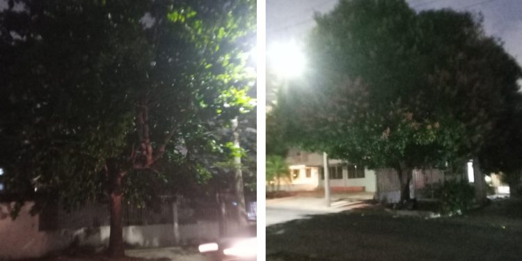 Denuncian riesgo por árboles sin control en sector del norte de Barranquilla