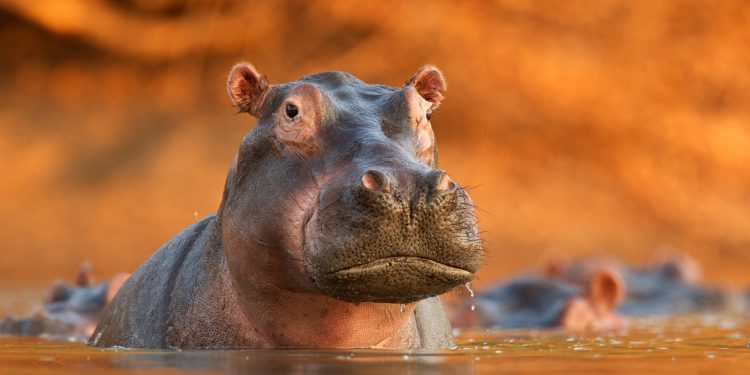 Colombia activa plan para frenar expansión de hipopótamos: habrá eutanasia, esterilización y confinamiento