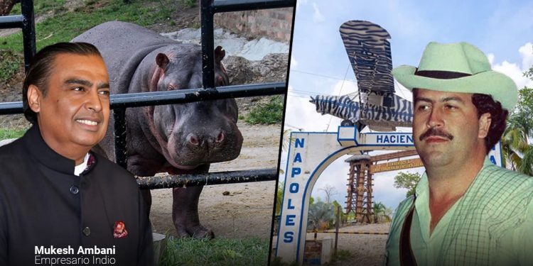El multimillonario indio Anant Ambani ofrece trasladar a 80 hipopótamos de la Hacienda Nápoles a la India