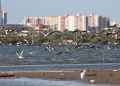 Barranquilla se consolida como capital emergente del aviturismo