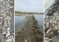 Alerta ambiental en Tubará: mortandad masiva de peces en el lago Caimán genera preocupación