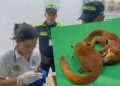 Capturan en Cartagena a hombre que intentaba sacar del país ardillas de forma ilegal