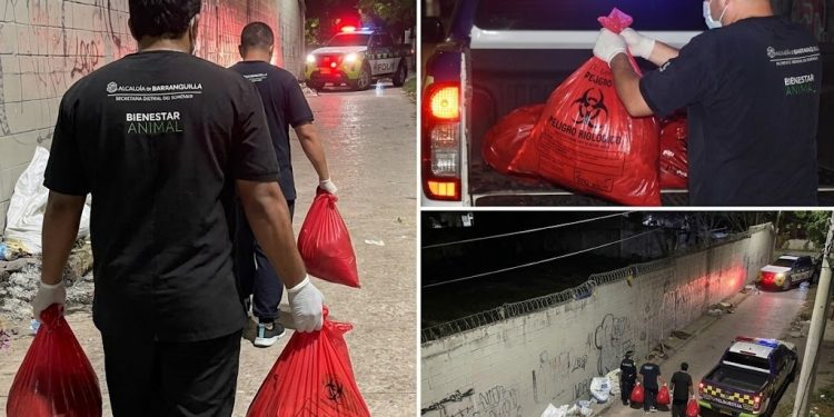 Consternación en Barranquilla: investigan brutal caso de dos perros que fueron quemados dentro de un costal