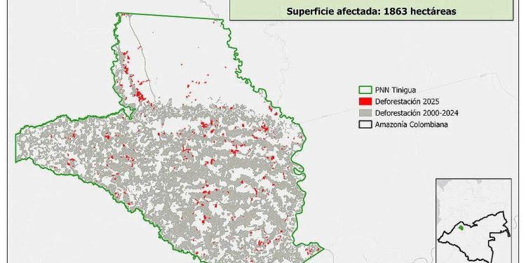 Greenpeace denuncia aumento de la deforestación en tres parques naturales de la Amazonía por ganadería ilegal